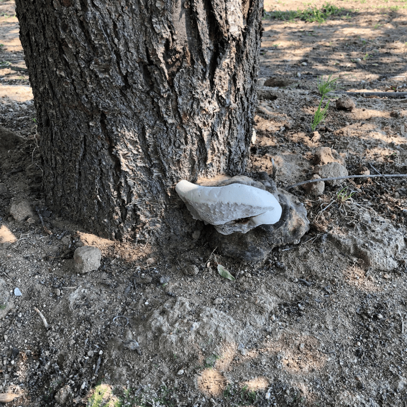 Ganoderma adspersum