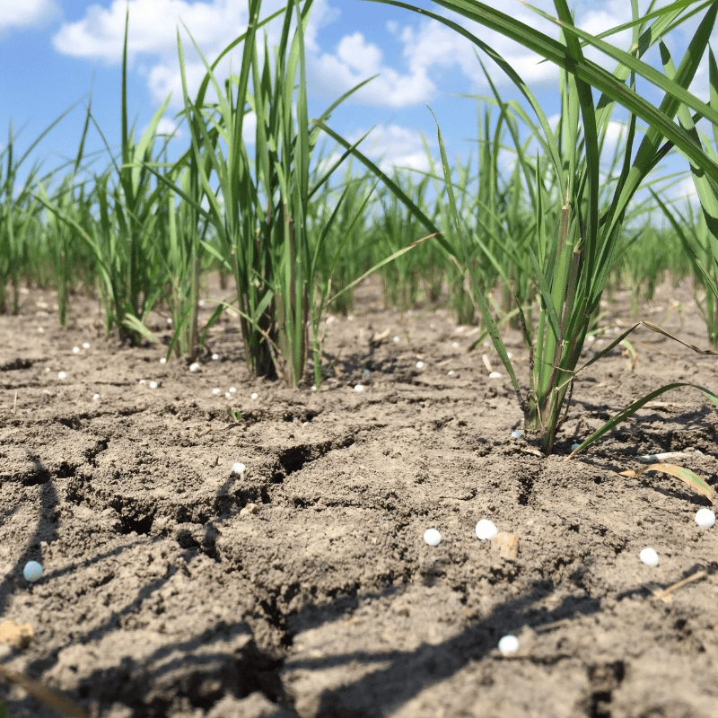 Nitrogen Protection