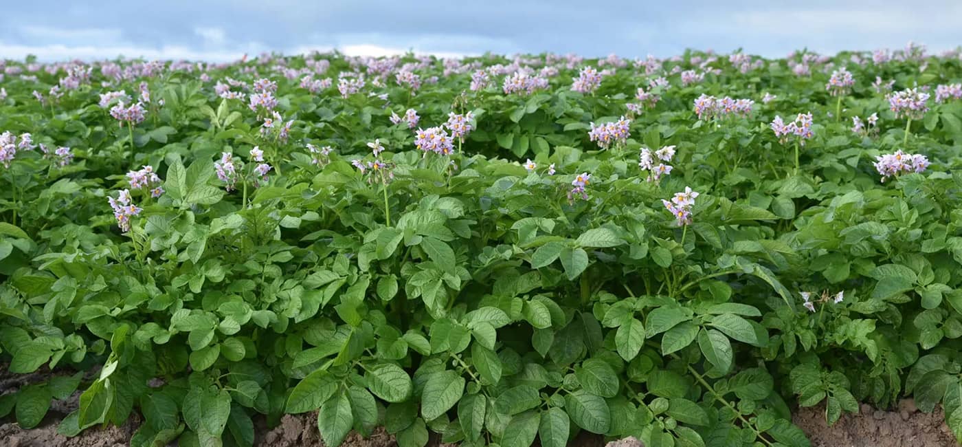 Potato Field with blooms