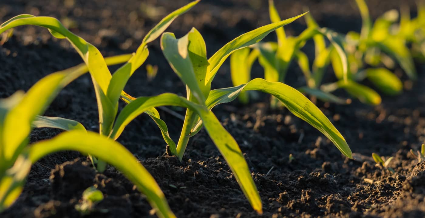 Row of early corn