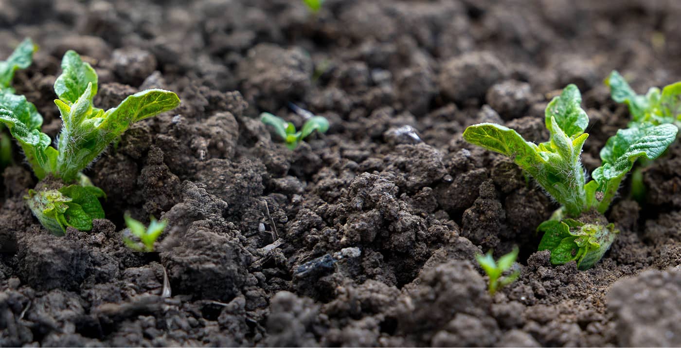Potato Plants emerging from Soil