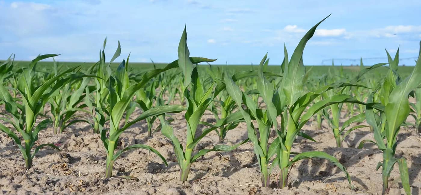 Early Corn Crop in Field