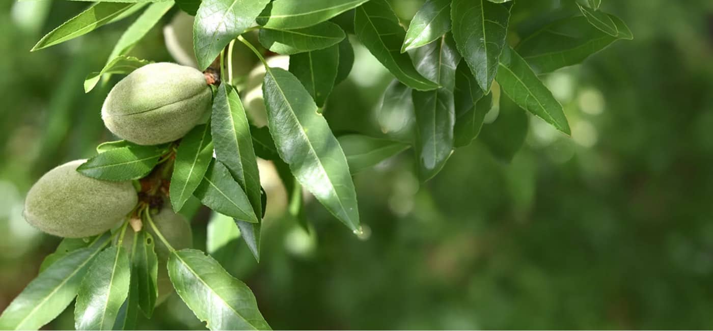 Close up of Almond Tree