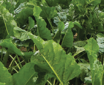 Get Program for Sugarbeets