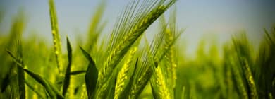 Innvictis SeedSolutions
