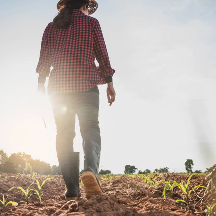 Woman walking in Corn Field