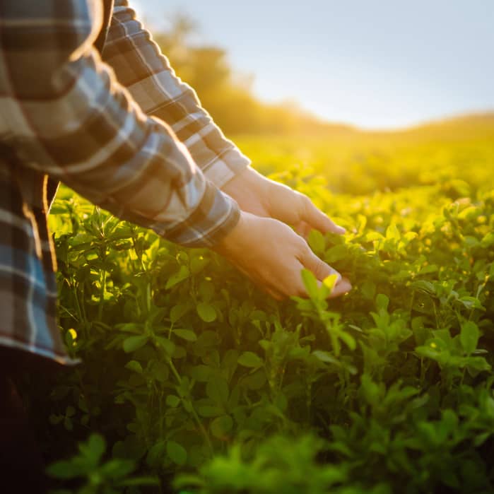 Woman touching soybean plants at sunrise