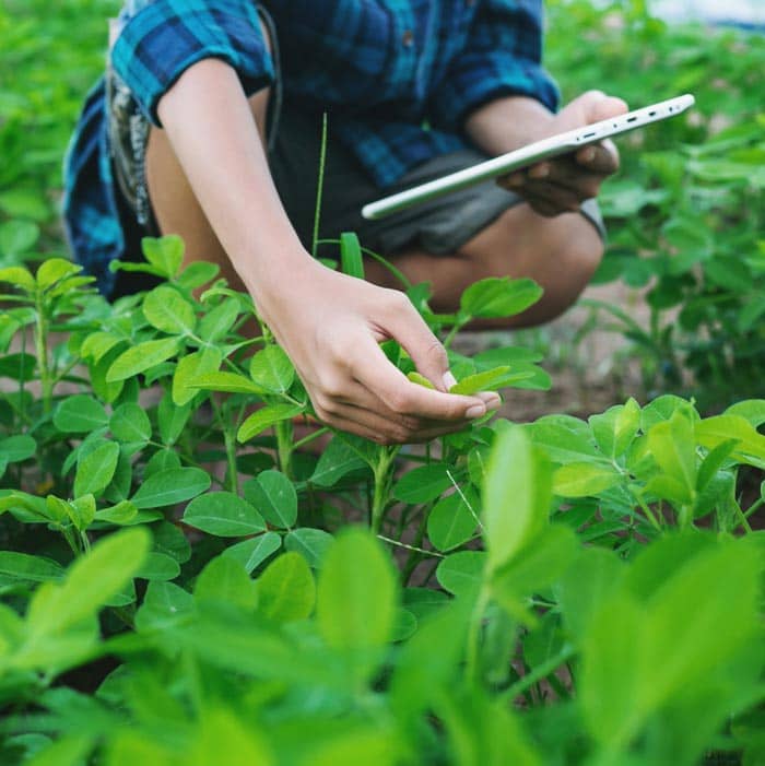 Women's hand touching plants