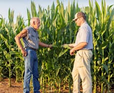 Two men standing at the edge of a corn field