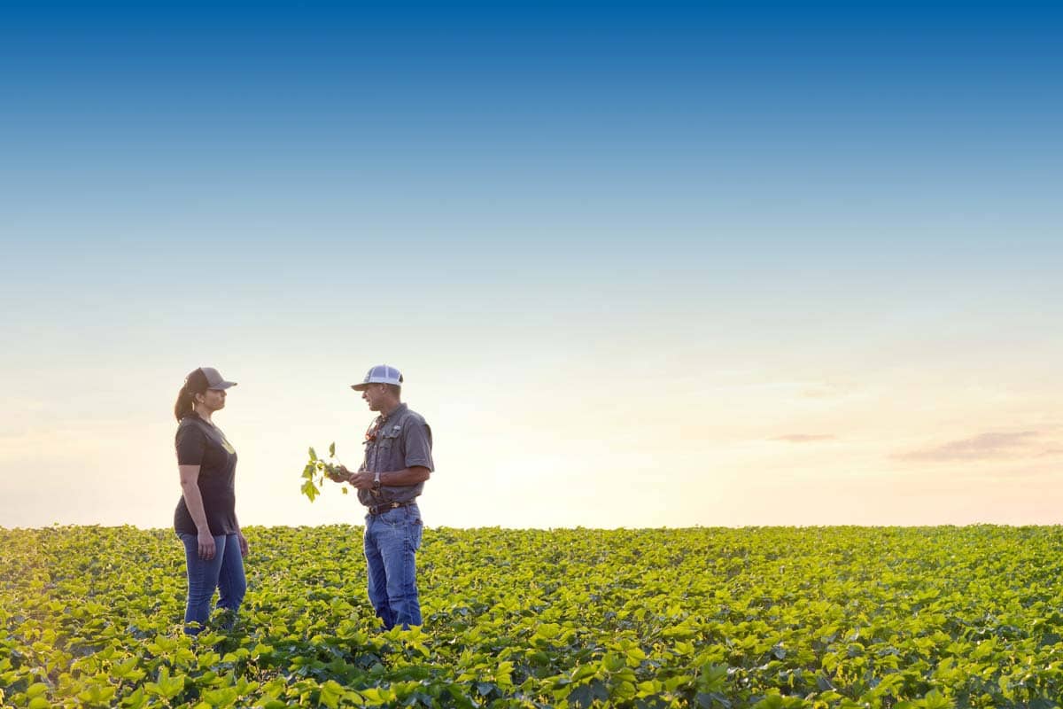 Two people standing in a Cotton Field