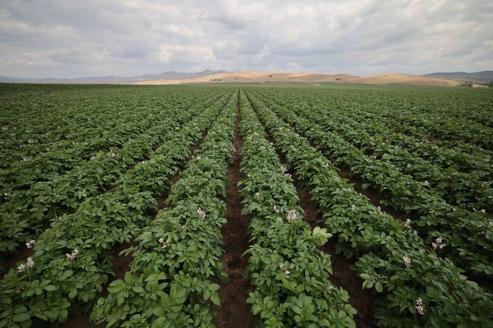 Medium_std-667A3318 SGS Potatoes