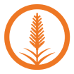 Seed Solutions Grain Forage Sorghum