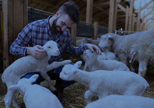 Man in a barn with baby sheep