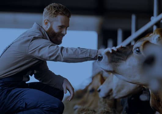 Man in a barn touching a cow nose