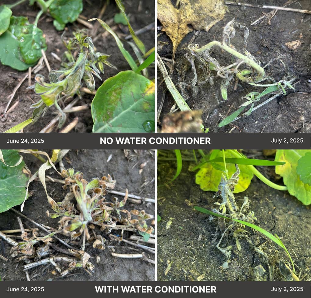 Kochia weeds before/after