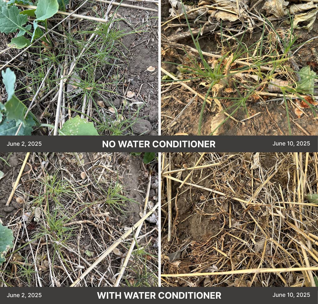 Russian thistle weeds before/after
