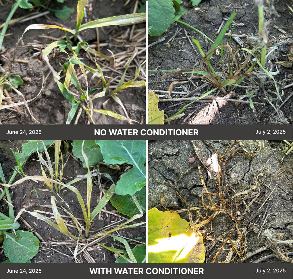Wild oat weeds before/after