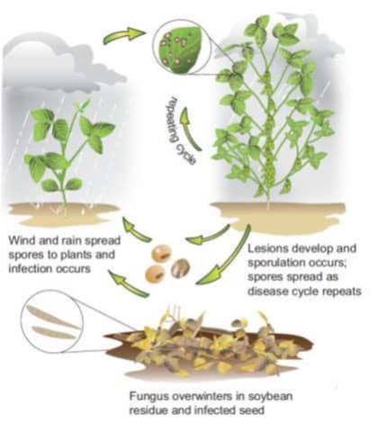 Frogeye Leaf Spot Disease Cycle