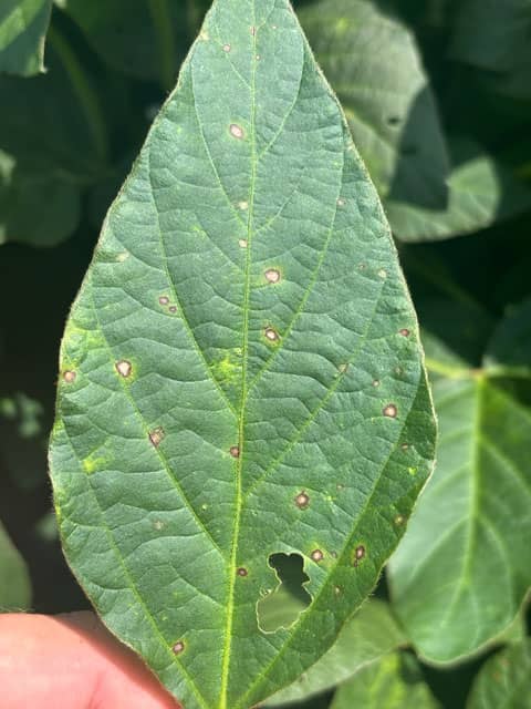 Frogeye Leaf Spot Disease