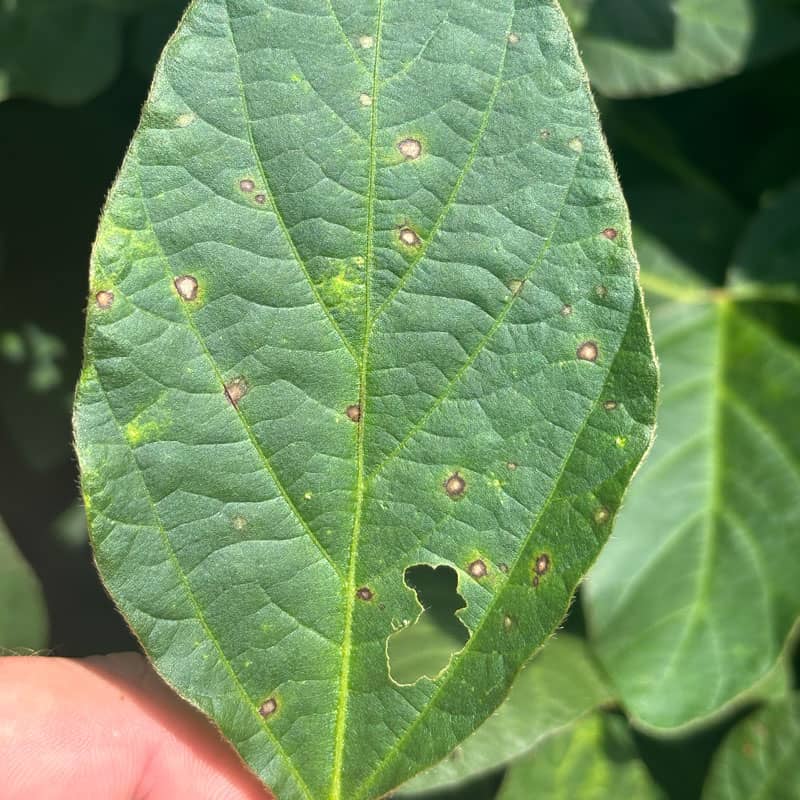 FrogEye Leaf Spot disease shown on soybean leaf