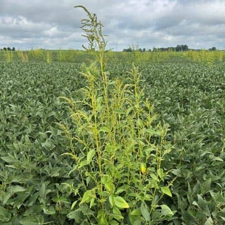 Herbicide Resistant Weed