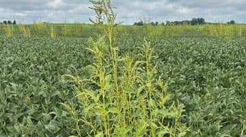Herbicide Resistant Weed