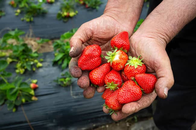 Strawberries in hand