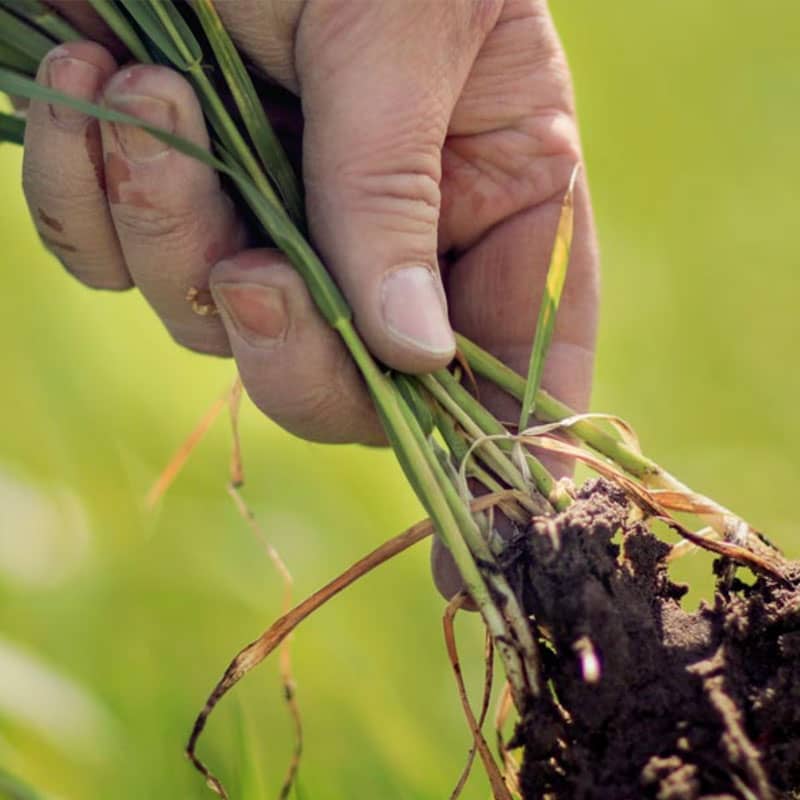Agronomy Edge