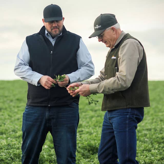 Advisors looking at alfalfa crop in WA