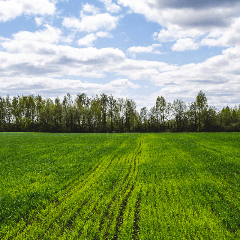 Green Field