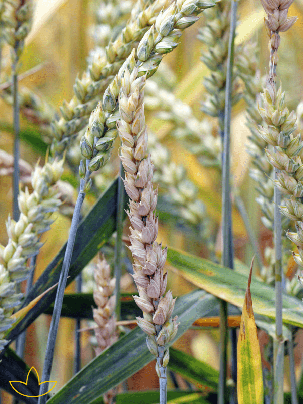 FHB