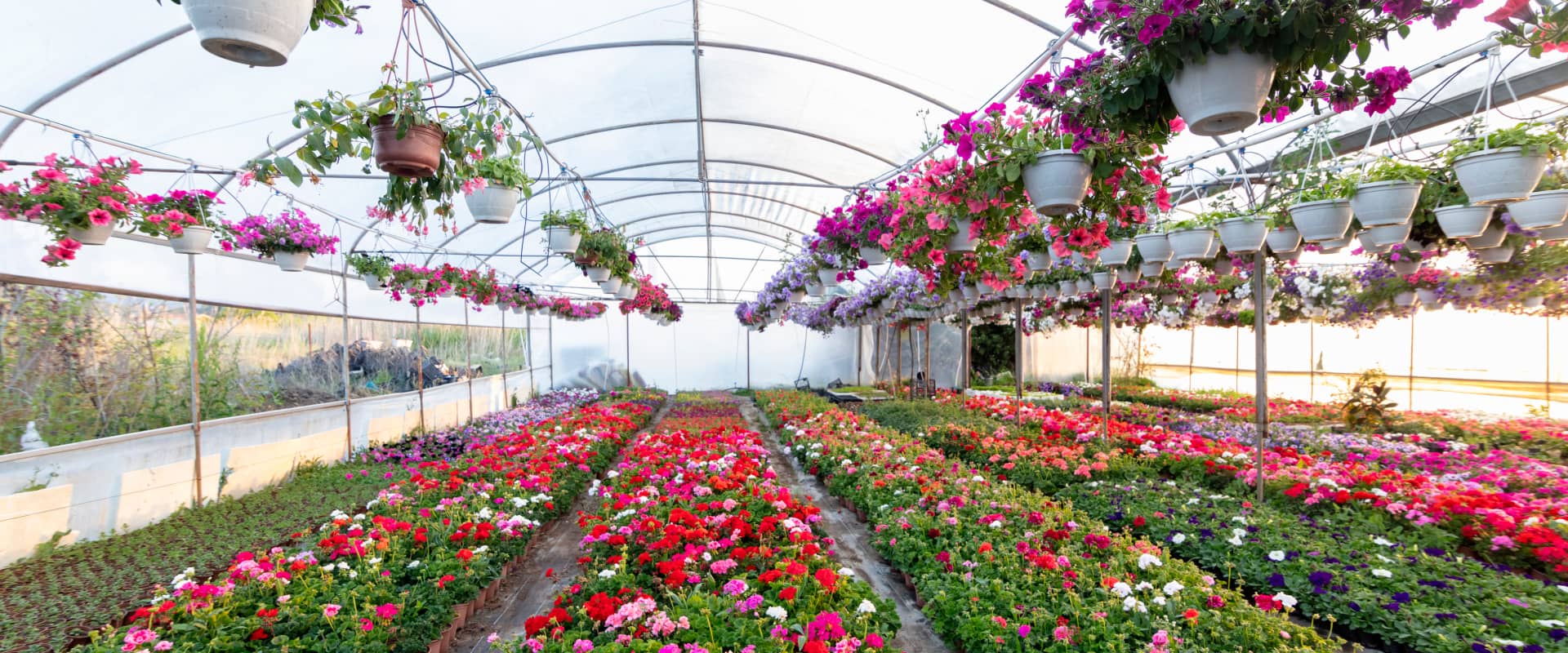Greenhouse closeup