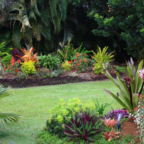 Grass and bushes