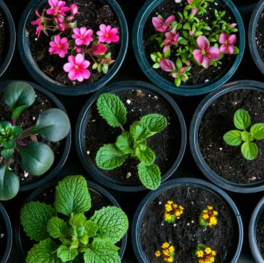 Nursery Containers
