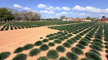 Turf Ryegrass Seed