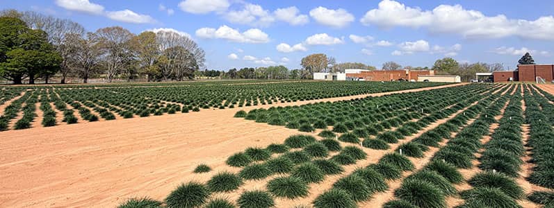 Turfgrass Seed