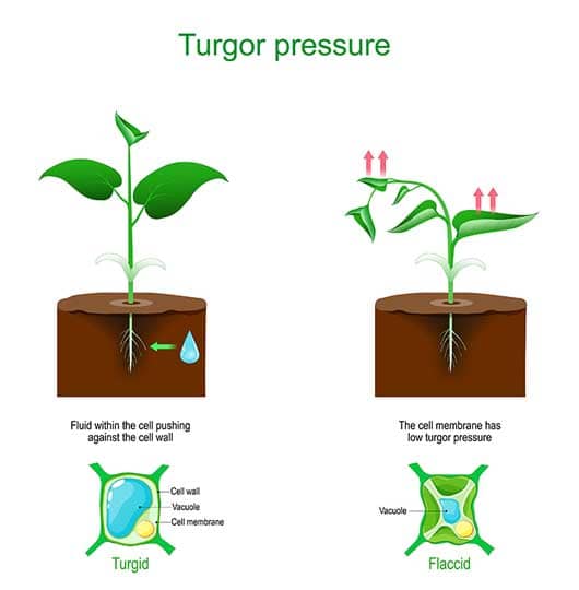 turgor