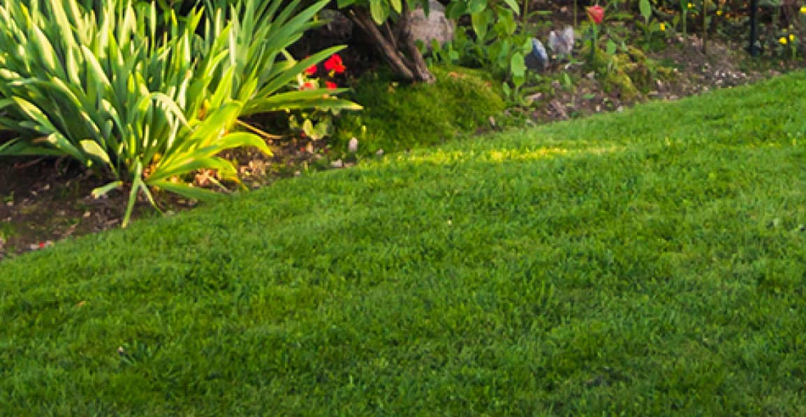 turf view