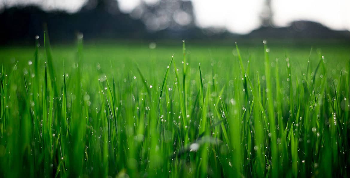 Grass close-up