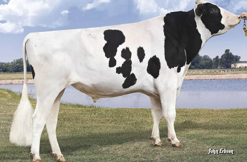 Mogul Cow Image