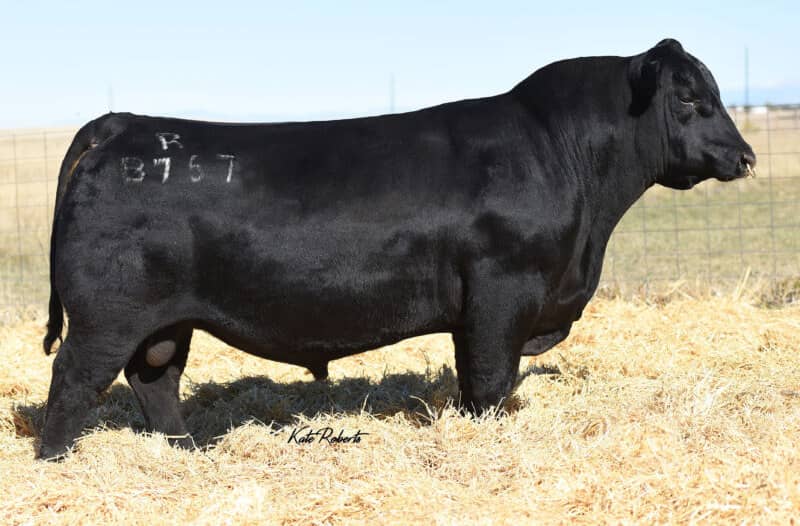 Tehema Tahoe Cow Image