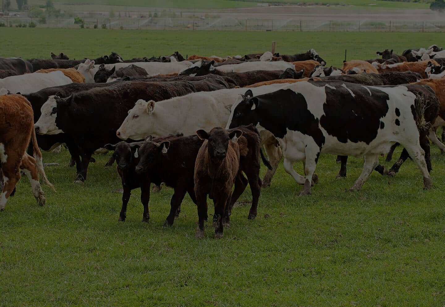 Large Blended Breed Herd Herd of mixed breed cattle