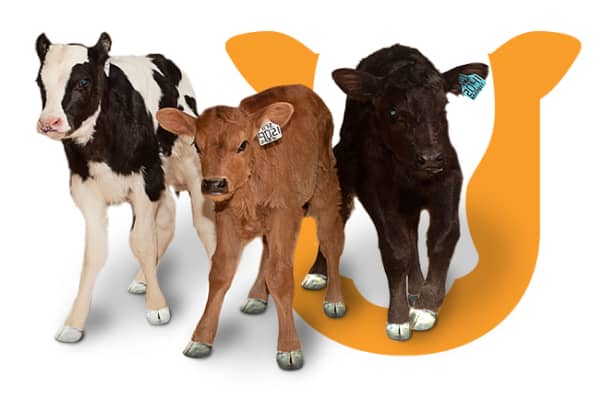 Cattle Herd Goals cow and calf