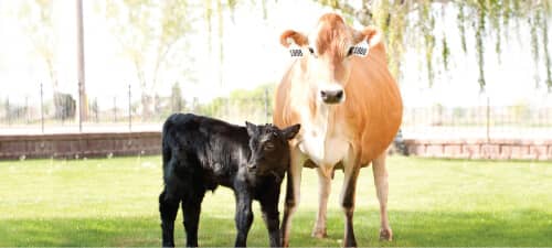 Beef on Dairy Cow and Calf cow and calf