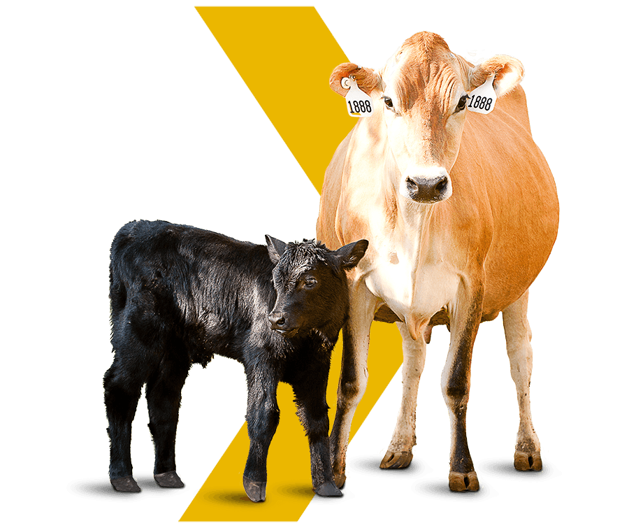 What is beef on dairy? cows