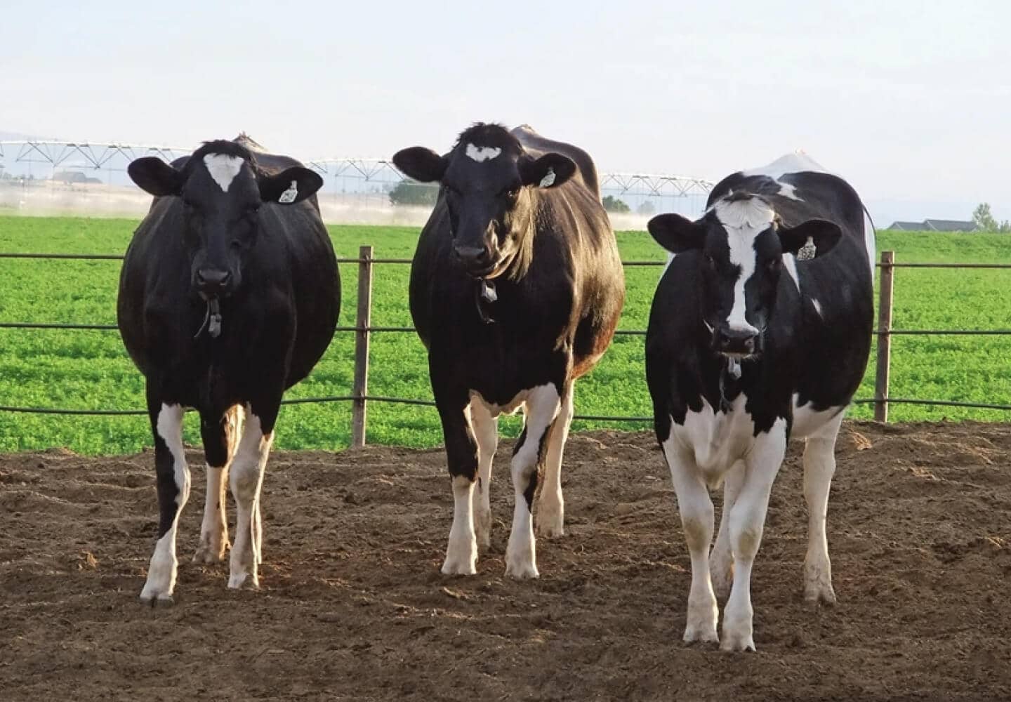 Commercial IVF Inputs Invitro Fertilization for Dairy and Beef Cattle