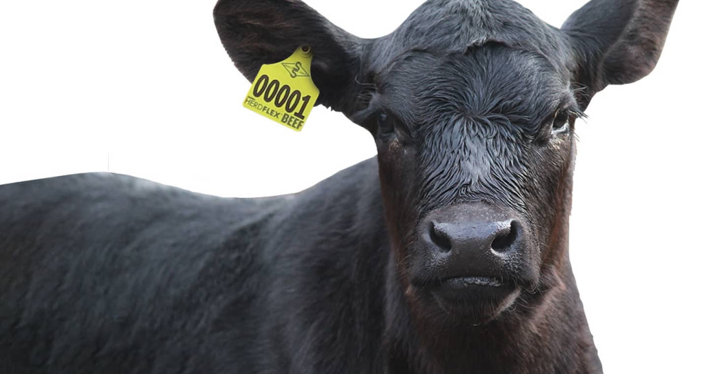 Beef herd improvement Herdflex Hero