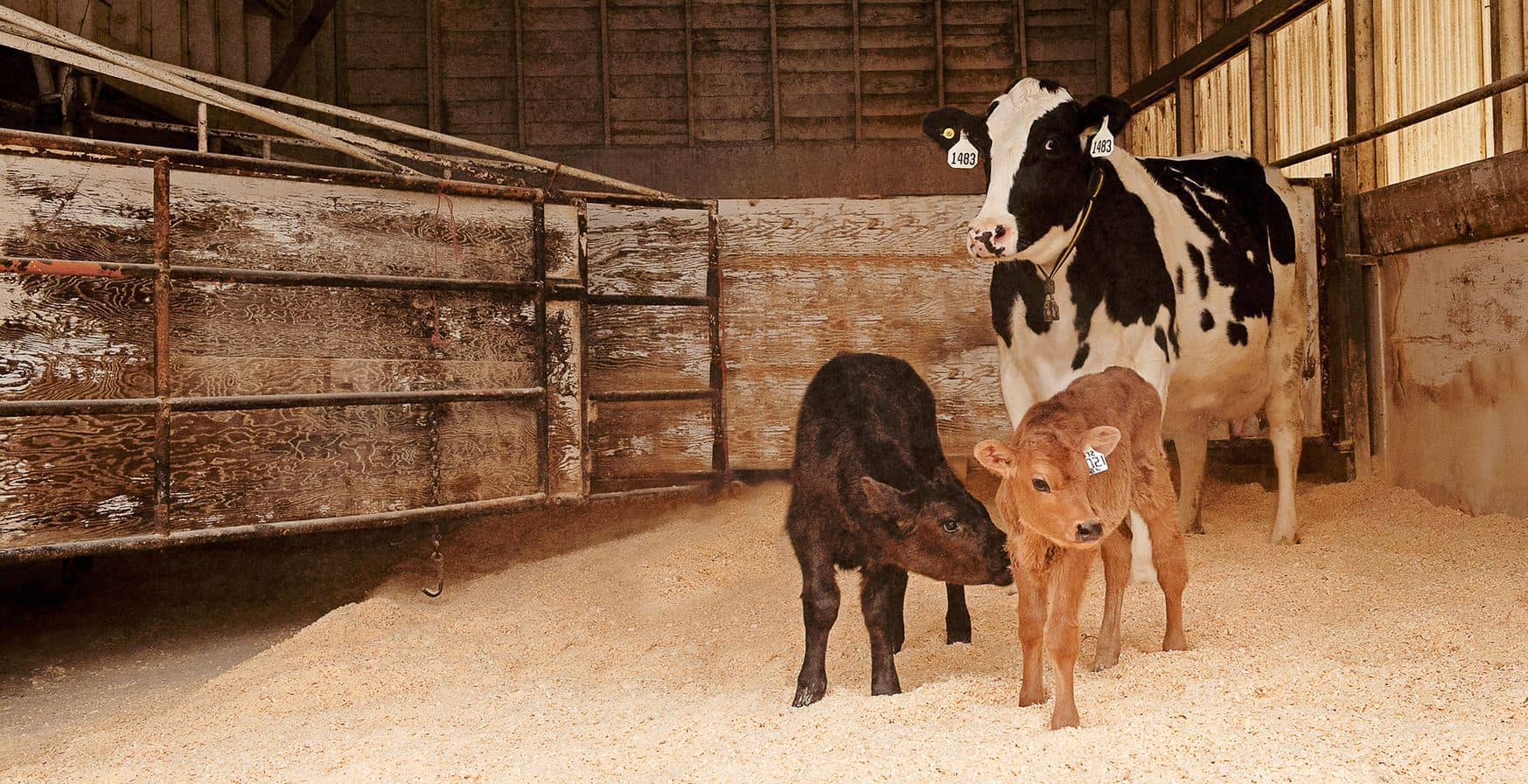 Beef on Dairy Program Simvitro Hero