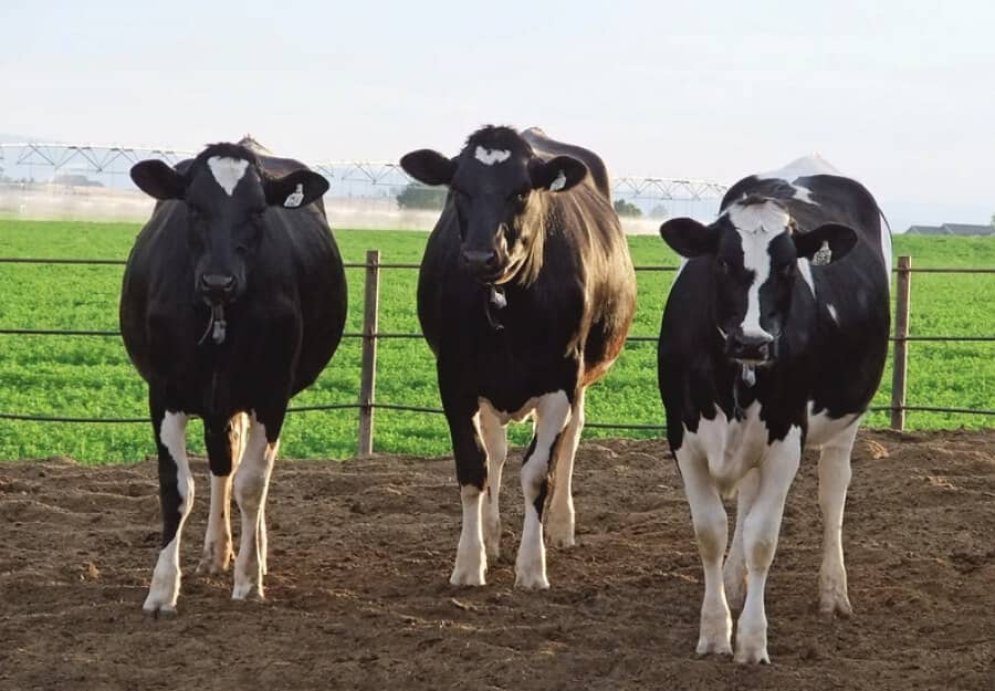 Dairy Operations herdbuilder