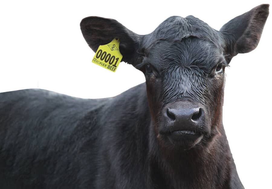 Angus Cattle herdflex